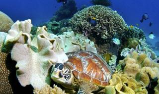海底生物大百科 海底有什么生物